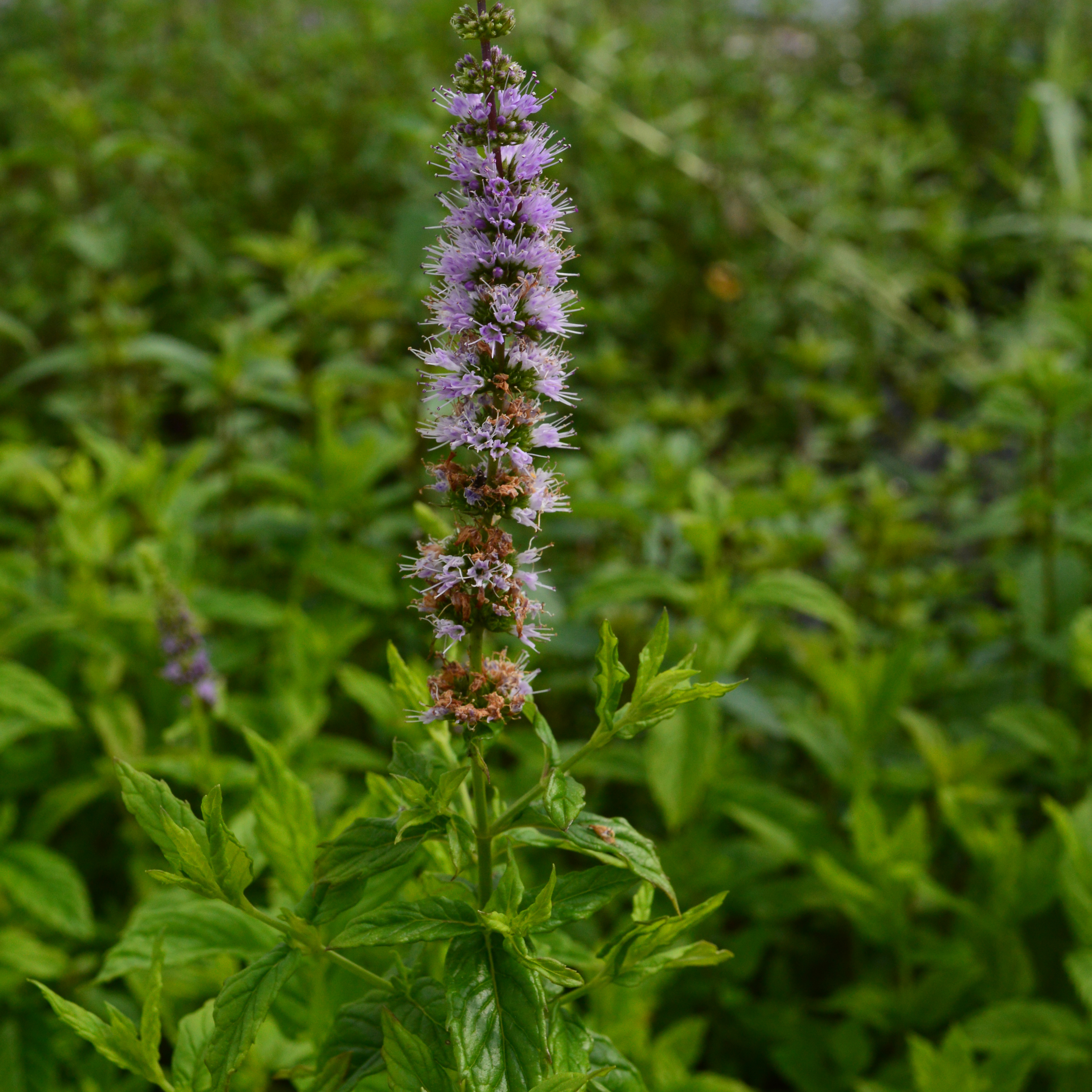 Mint Spearmint (Garden Mint)